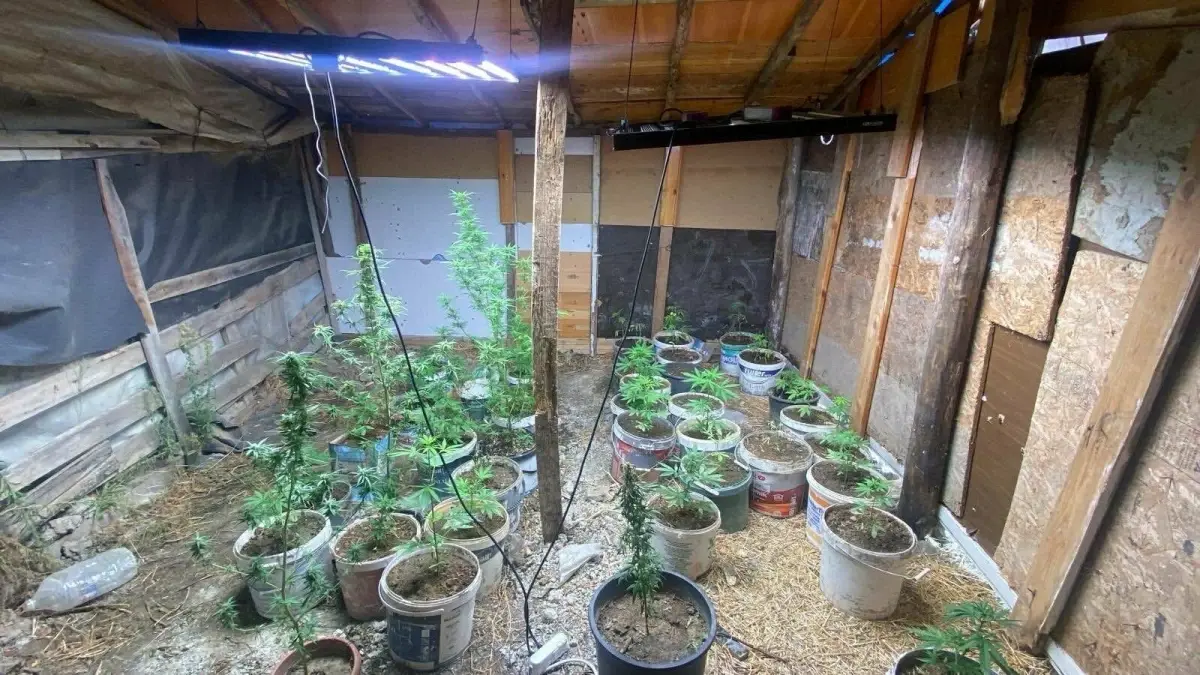 kusadasinda hint keneviri yetistiren iki supheli yakalandi IDvyUpZe