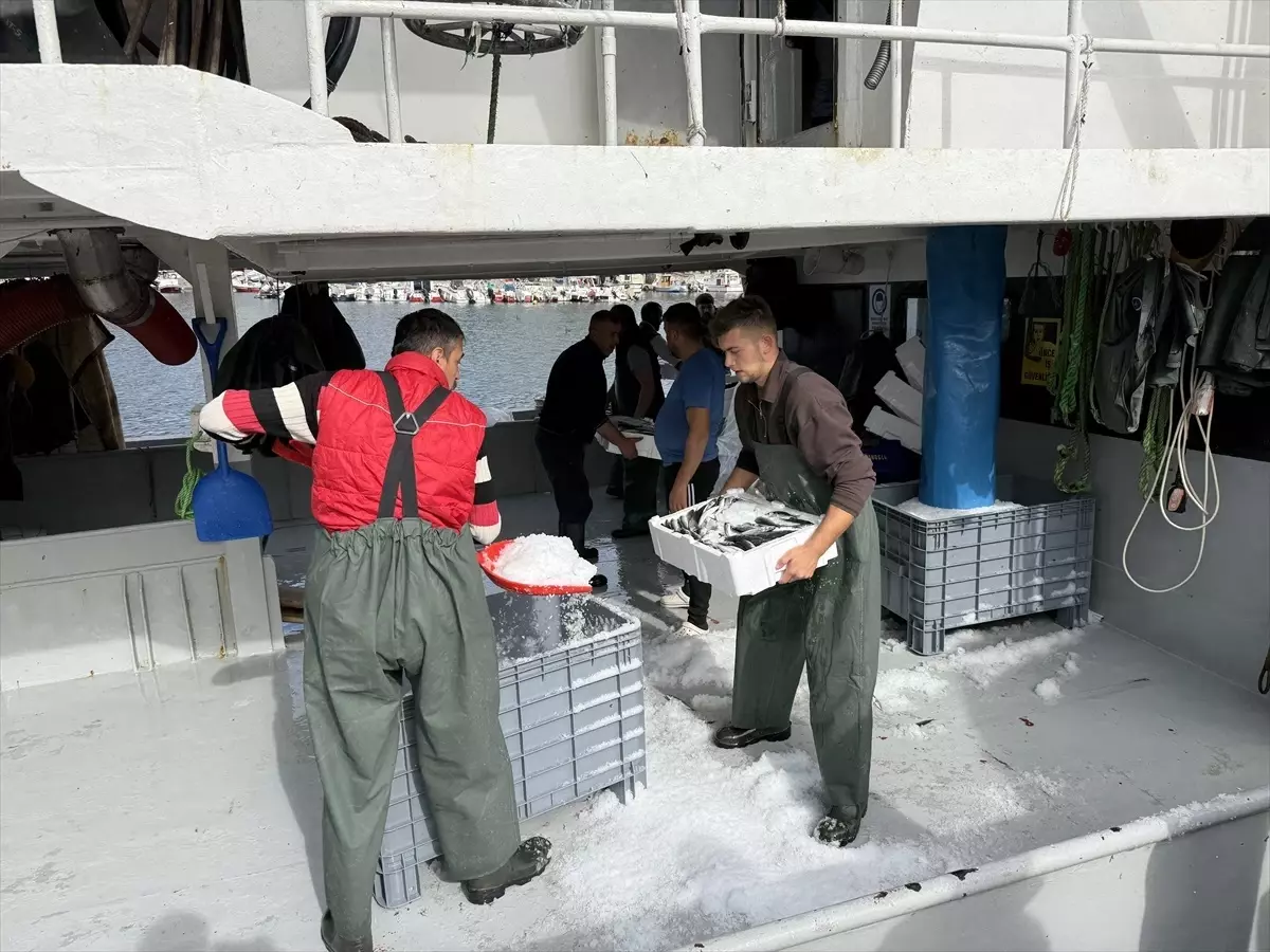 tekirdagli balikcilar istavritle dolu donuyor pamKJ8Z2