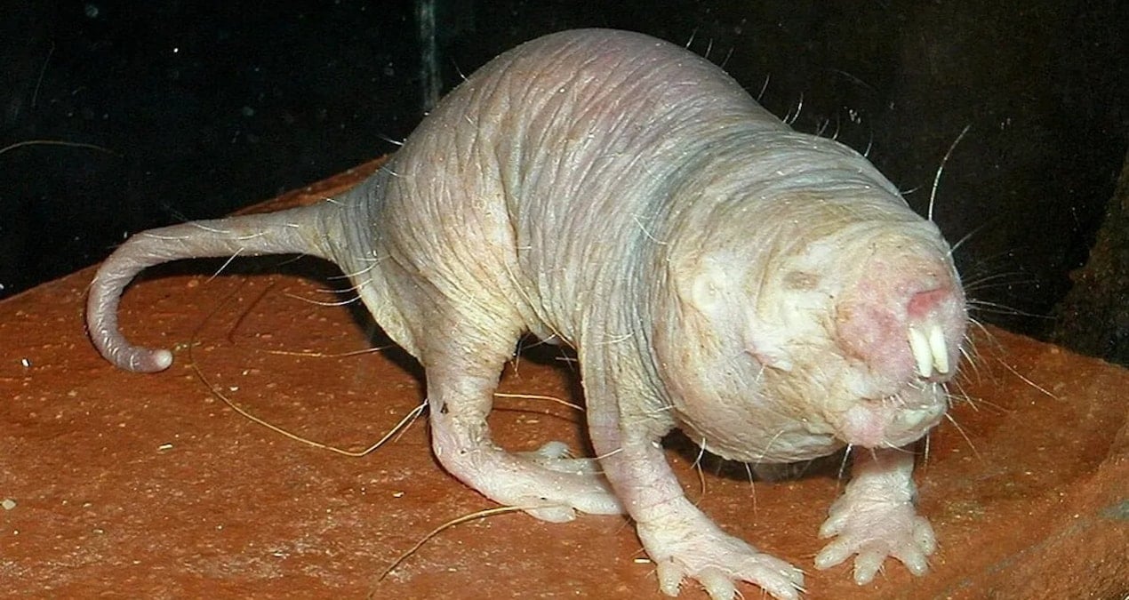 uzun yasamanin sirri farede ortaya cikti 85GdCy2p.jpg