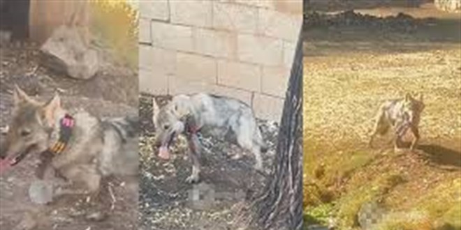 vanda kurdu zincirle baglayan sahsa 81 bin 355 tl para cezasi SpQMh4mf.jpg