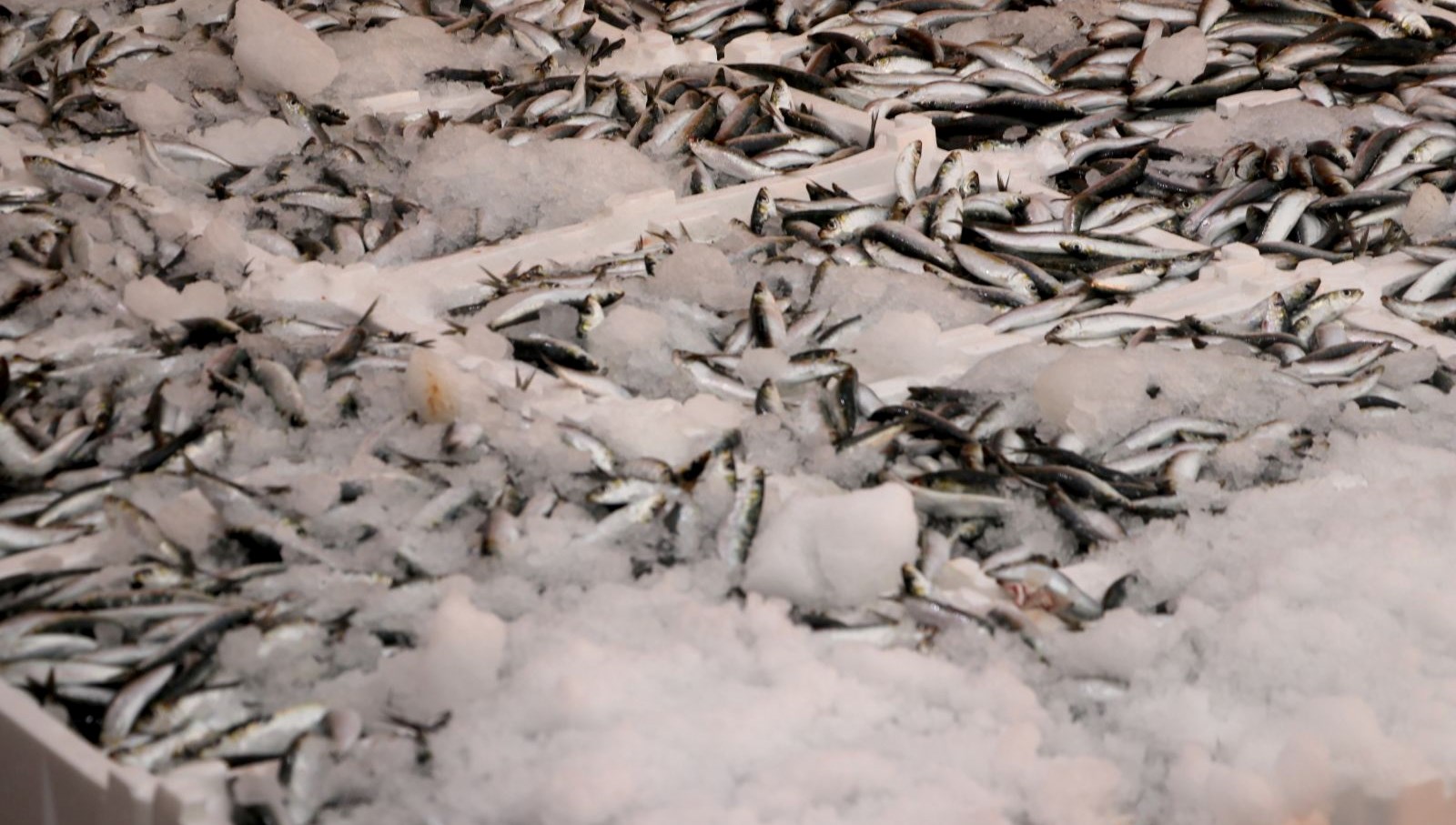 hamsi ve sardalya bollugu balikcilarin yuzunu guldurdu GitjbIci.jpg