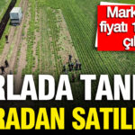 Tarlada tanesi 5 lira marketlerde fiyati 10 kati 700 dekarlik alanda hasat basladi FTXemjVx